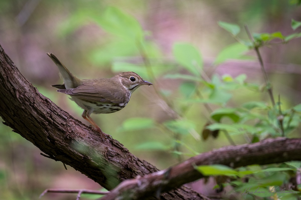 Ovenbird - ML443373451