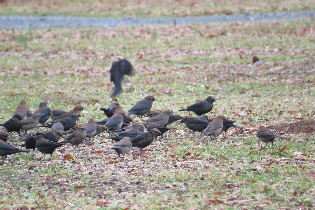 Rusty Blackbird - ML44337691