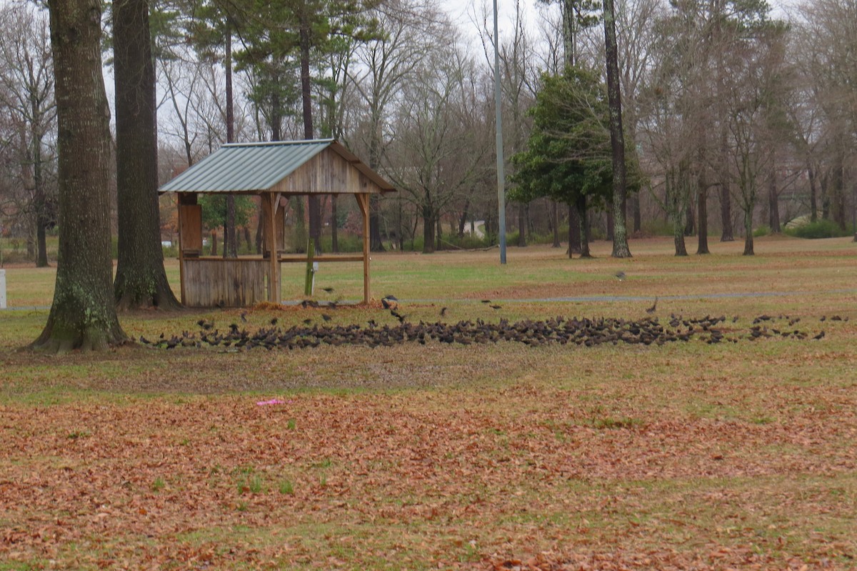 Rusty Blackbird - ML44337721