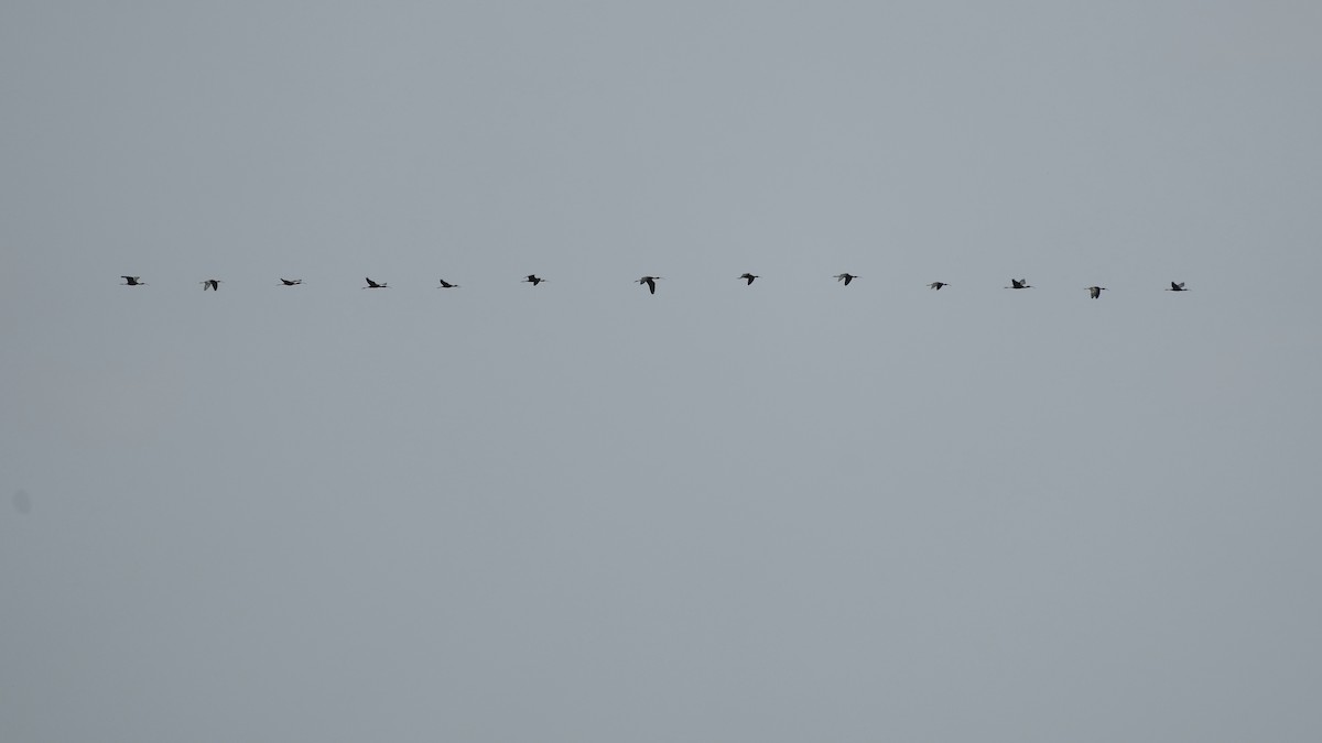 Glossy Ibis - ML443377491