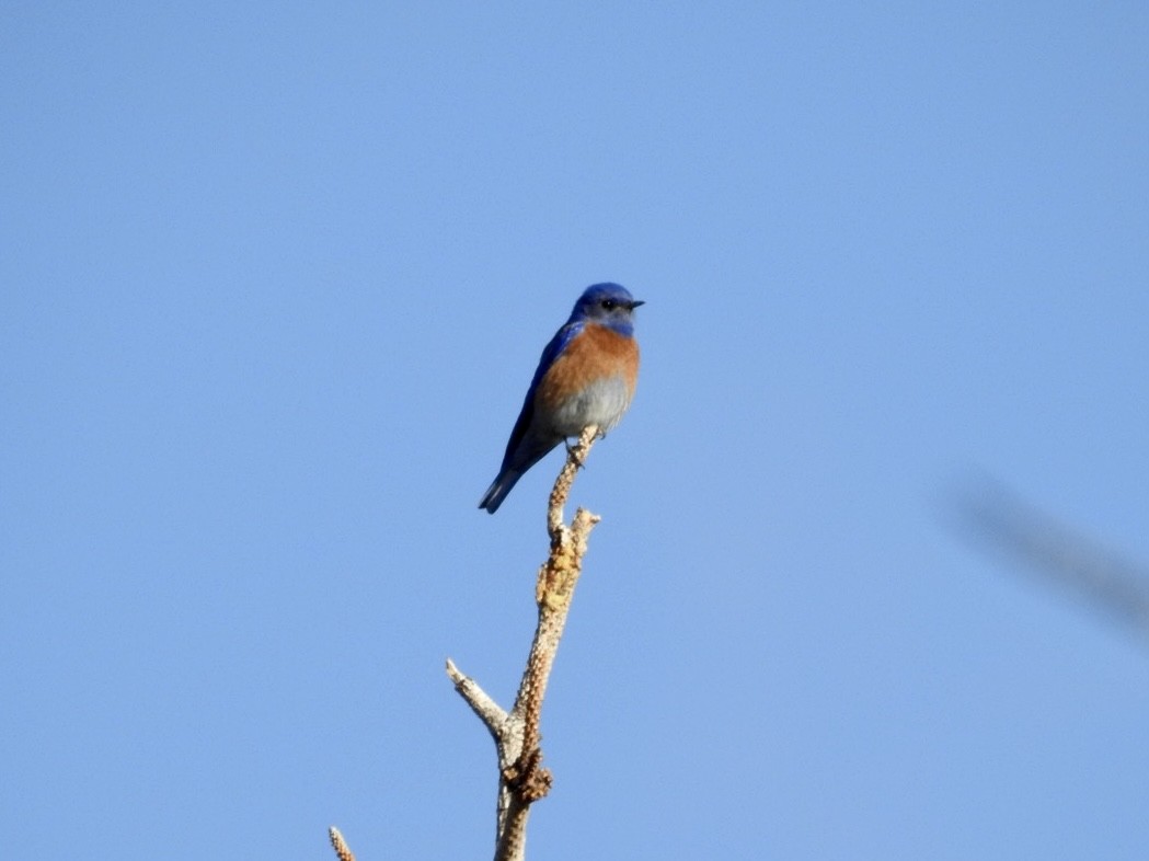 Western Bluebird - ML443379971