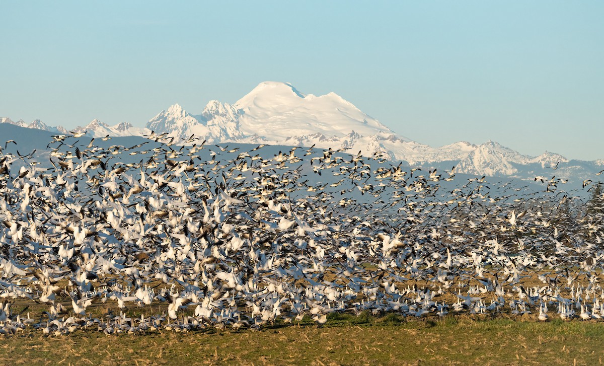 Snow Goose - ML443381601