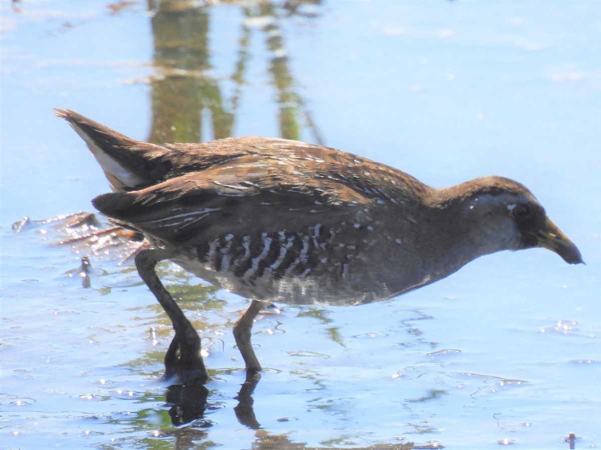 Polluela Sora - ML443387321