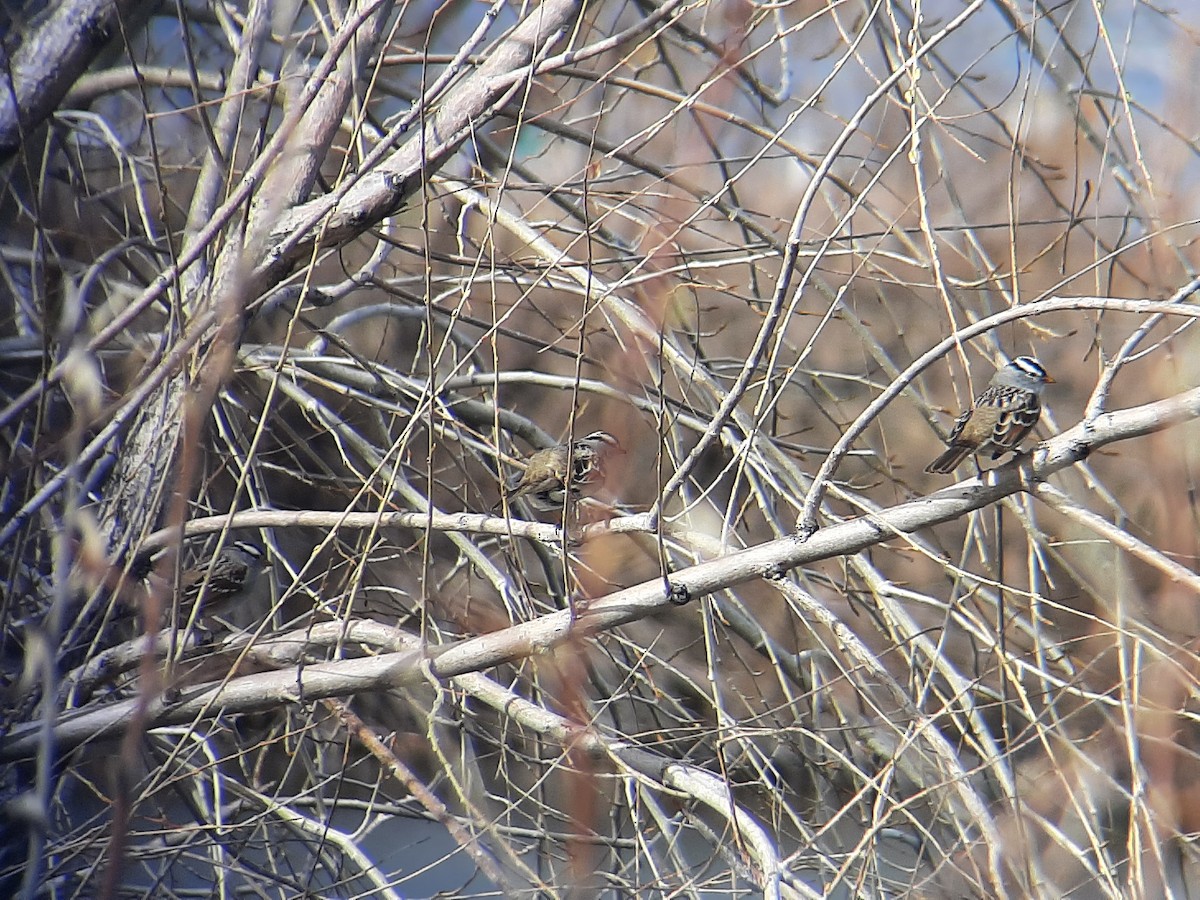 White-crowned Sparrow - ML443388101