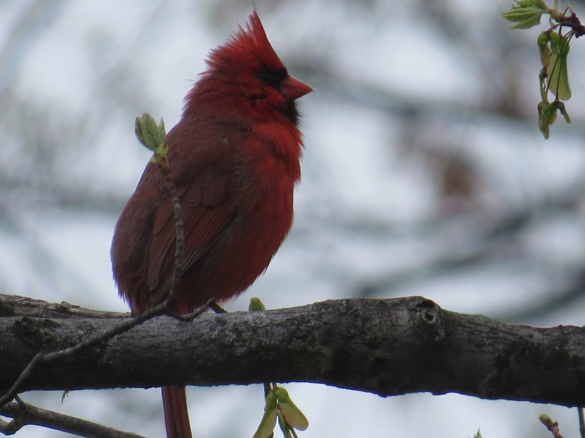 ショウジョウコウカンチョウ - ML443388781