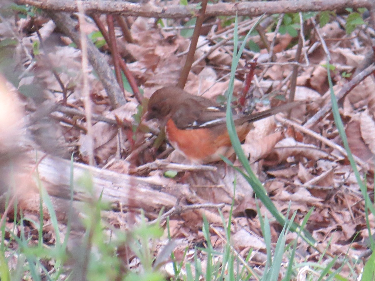 ワキアカトウヒチョウ - ML443389211