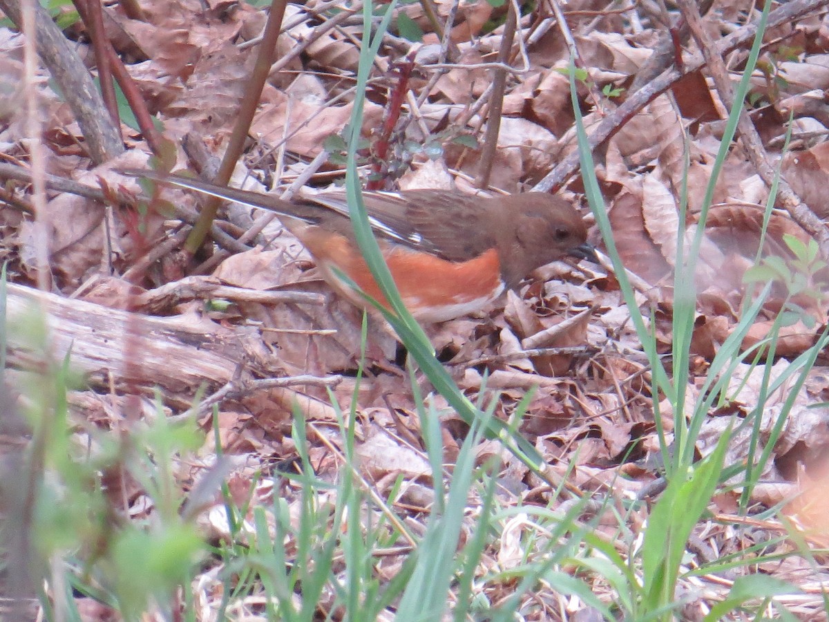 ワキアカトウヒチョウ - ML443389241