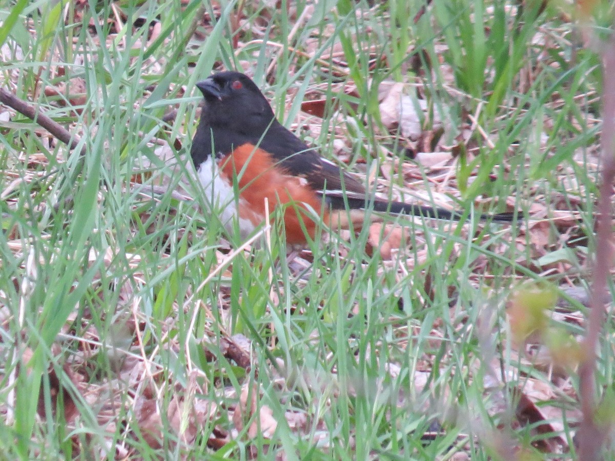 ワキアカトウヒチョウ - ML443389291