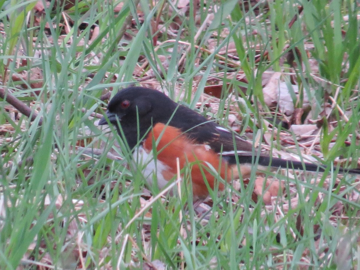 ワキアカトウヒチョウ - ML443389311