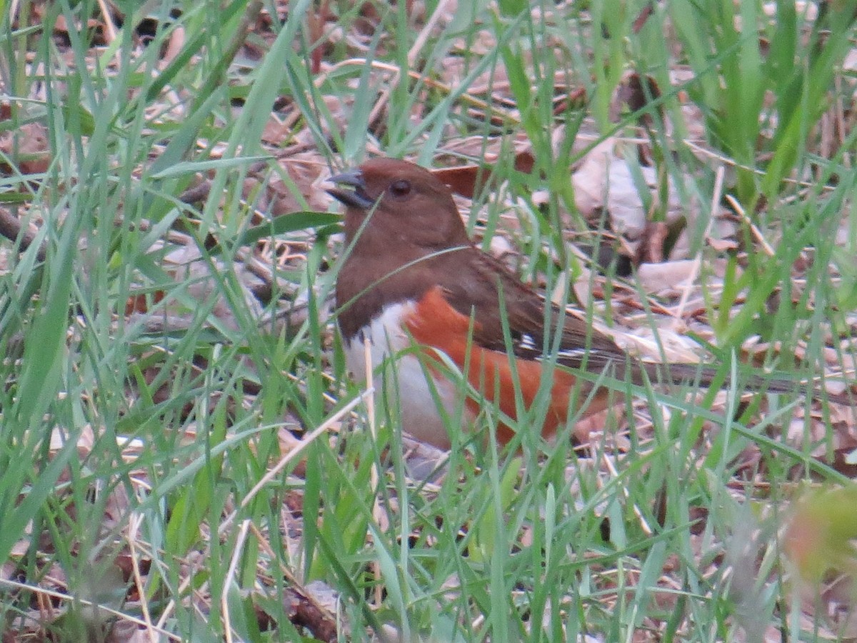 ワキアカトウヒチョウ - ML443389351