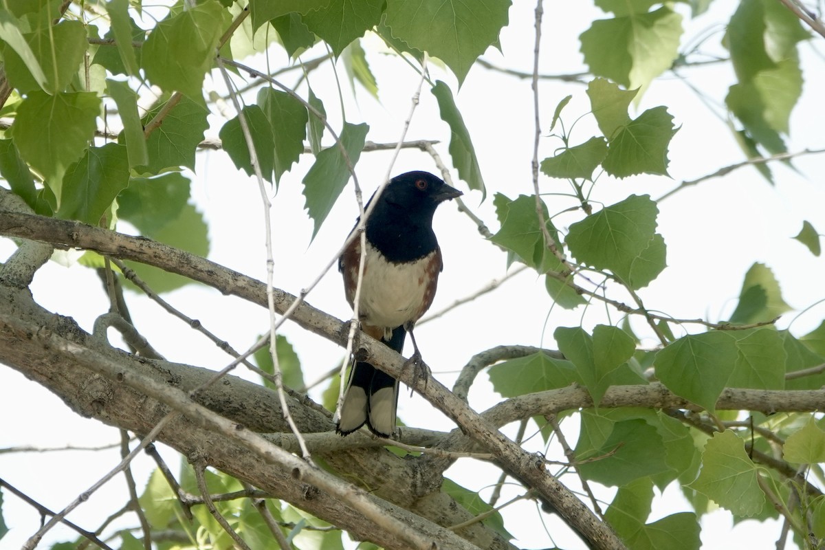 Spotted Towhee - Sara Griffith