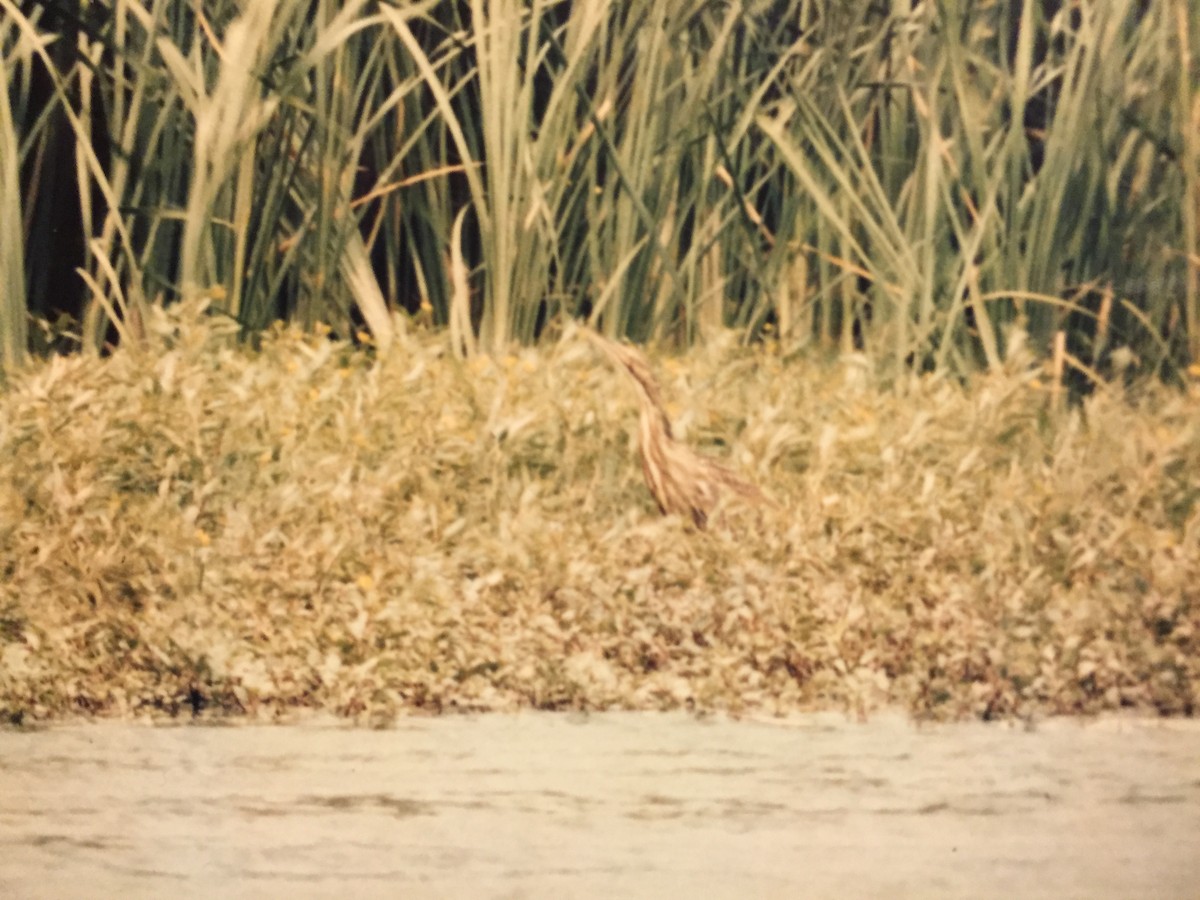 American Bittern - ML44339031