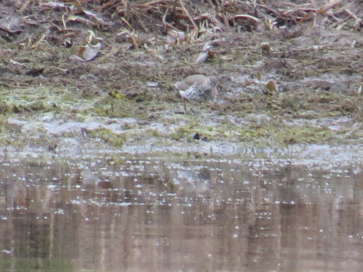 Spotted Sandpiper - ML443391411