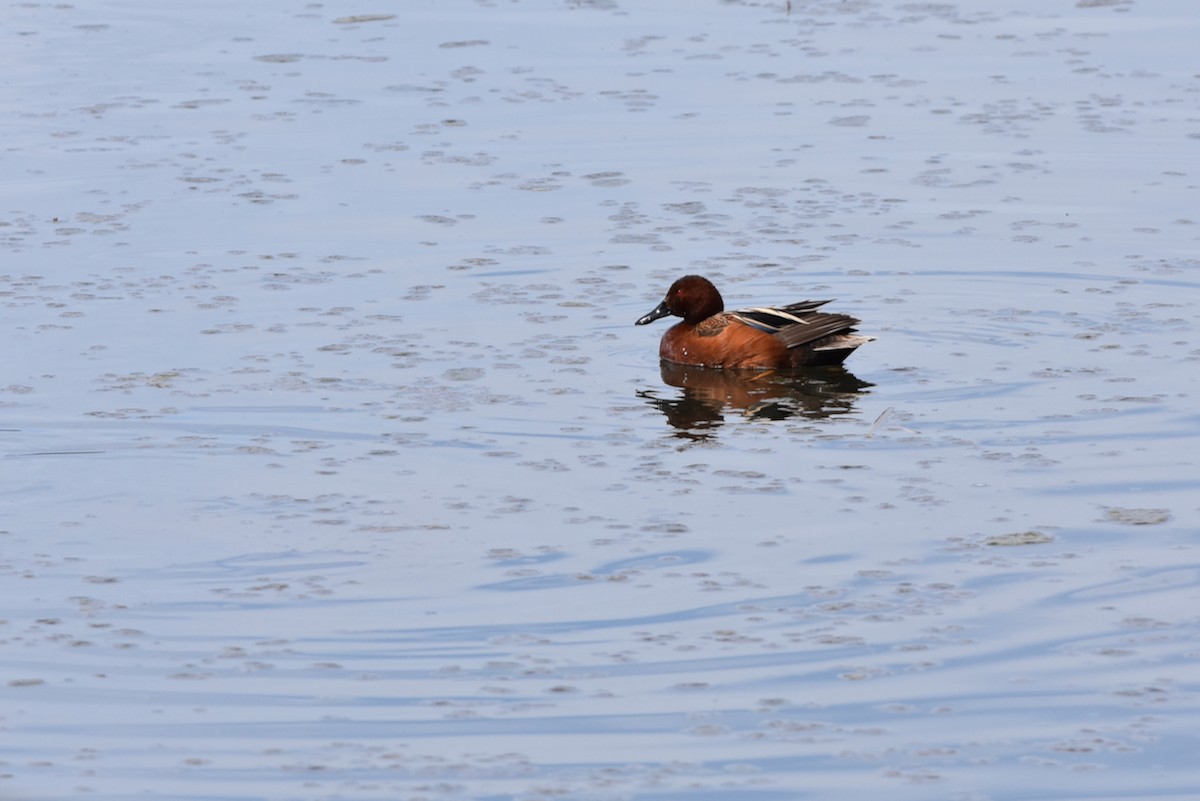 Cinnamon Teal - ML443391741