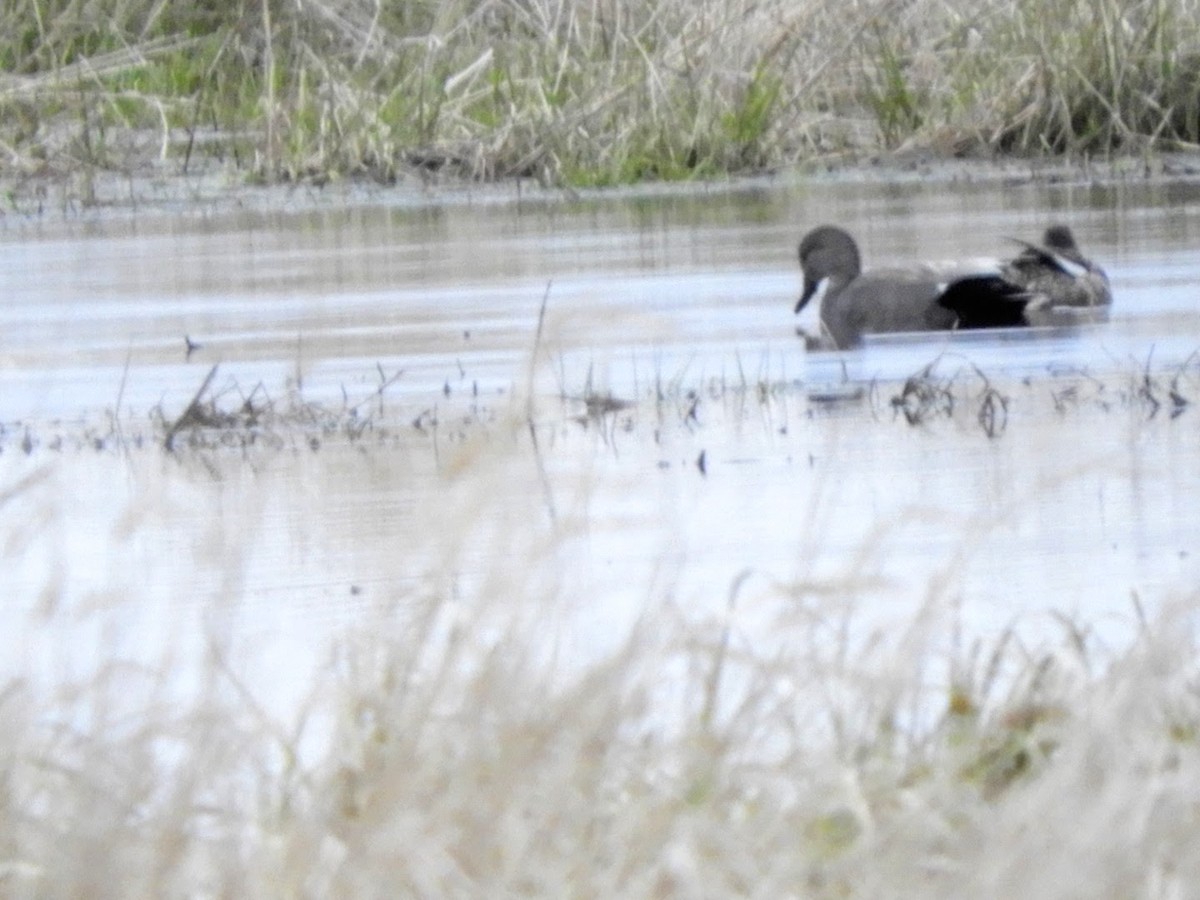 Gadwall - patricia kuzma sell