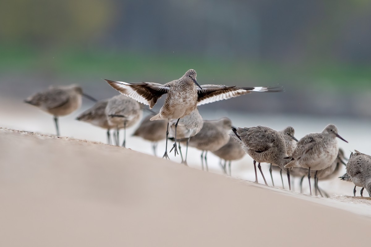 Willet - Matthew Dolkart