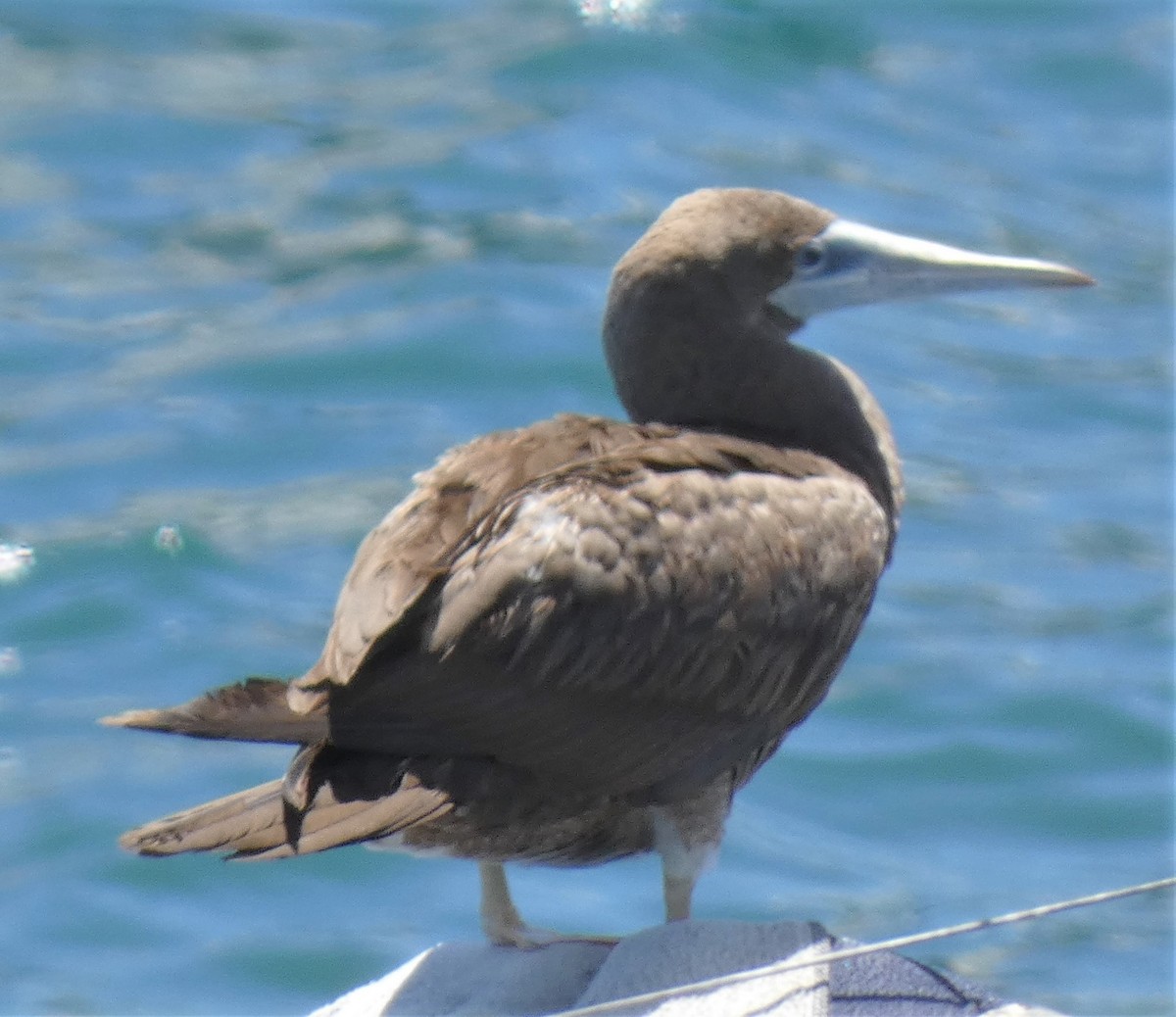 Brown Booby - ML443394391