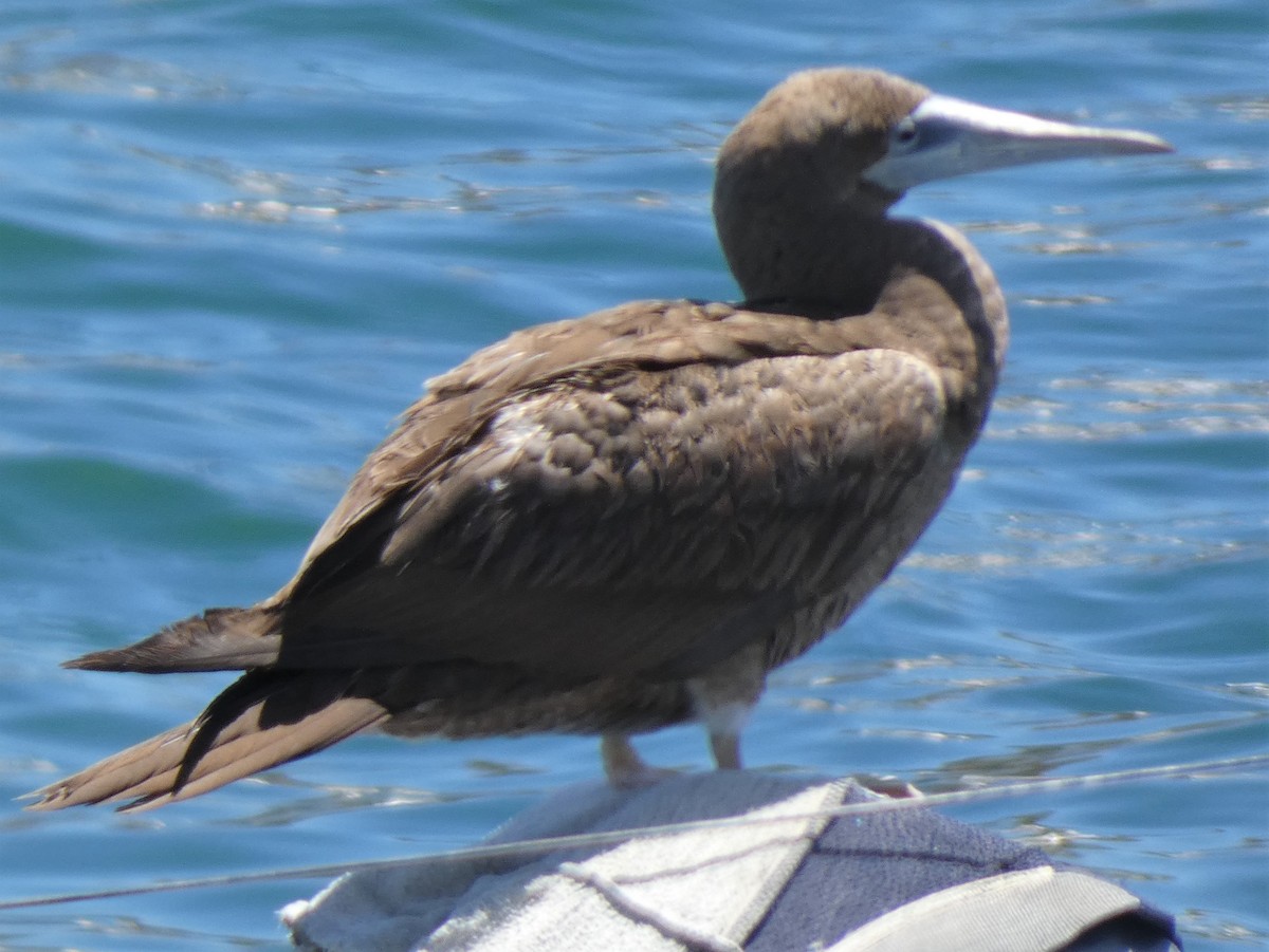 Brown Booby - ML443394401