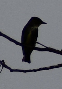 Olive-sided Flycatcher - ML443394641