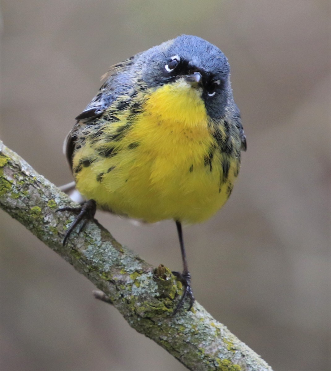 Kirtland's Warbler - ML443394931