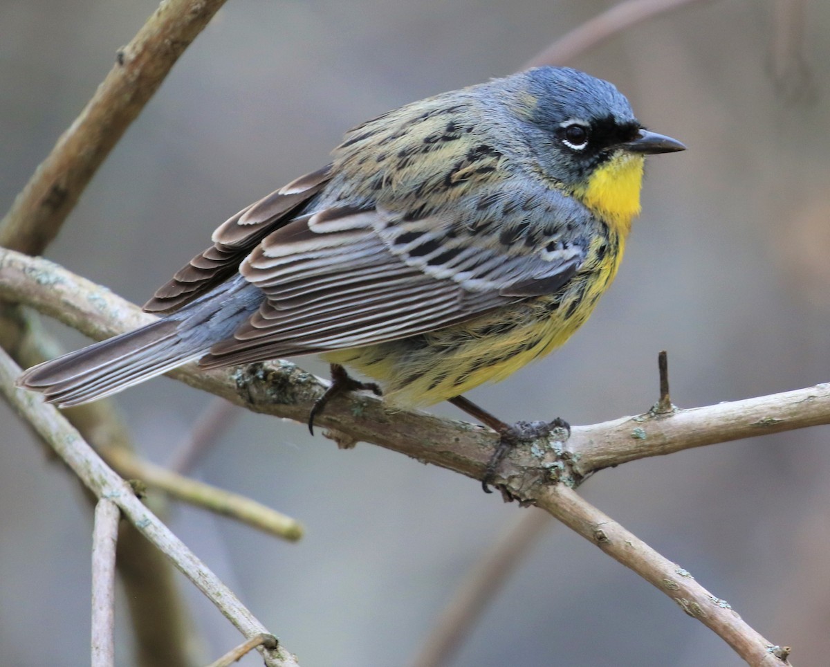 Kirtland's Warbler - ML443394961