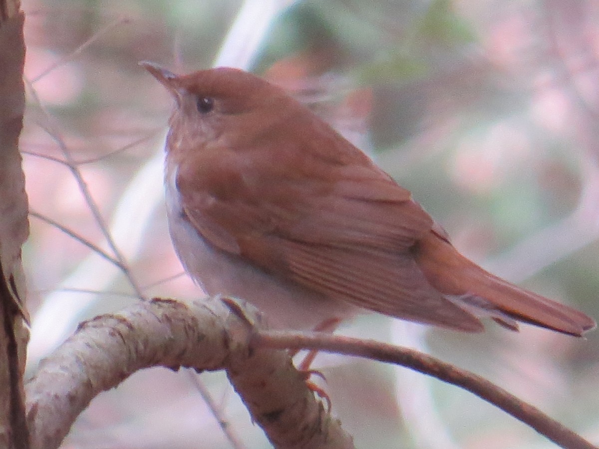 Veery - ML443395021