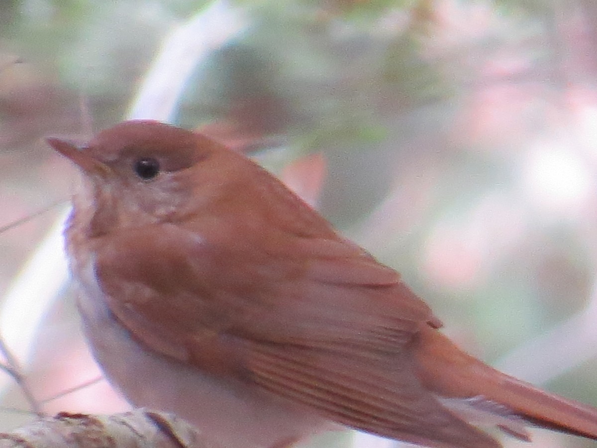 Veery - ML443395031