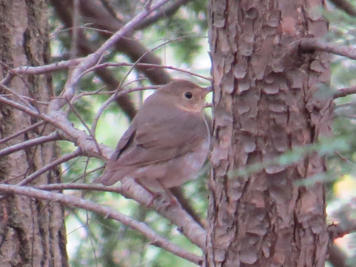 Swainson's Thrush - ML443395141