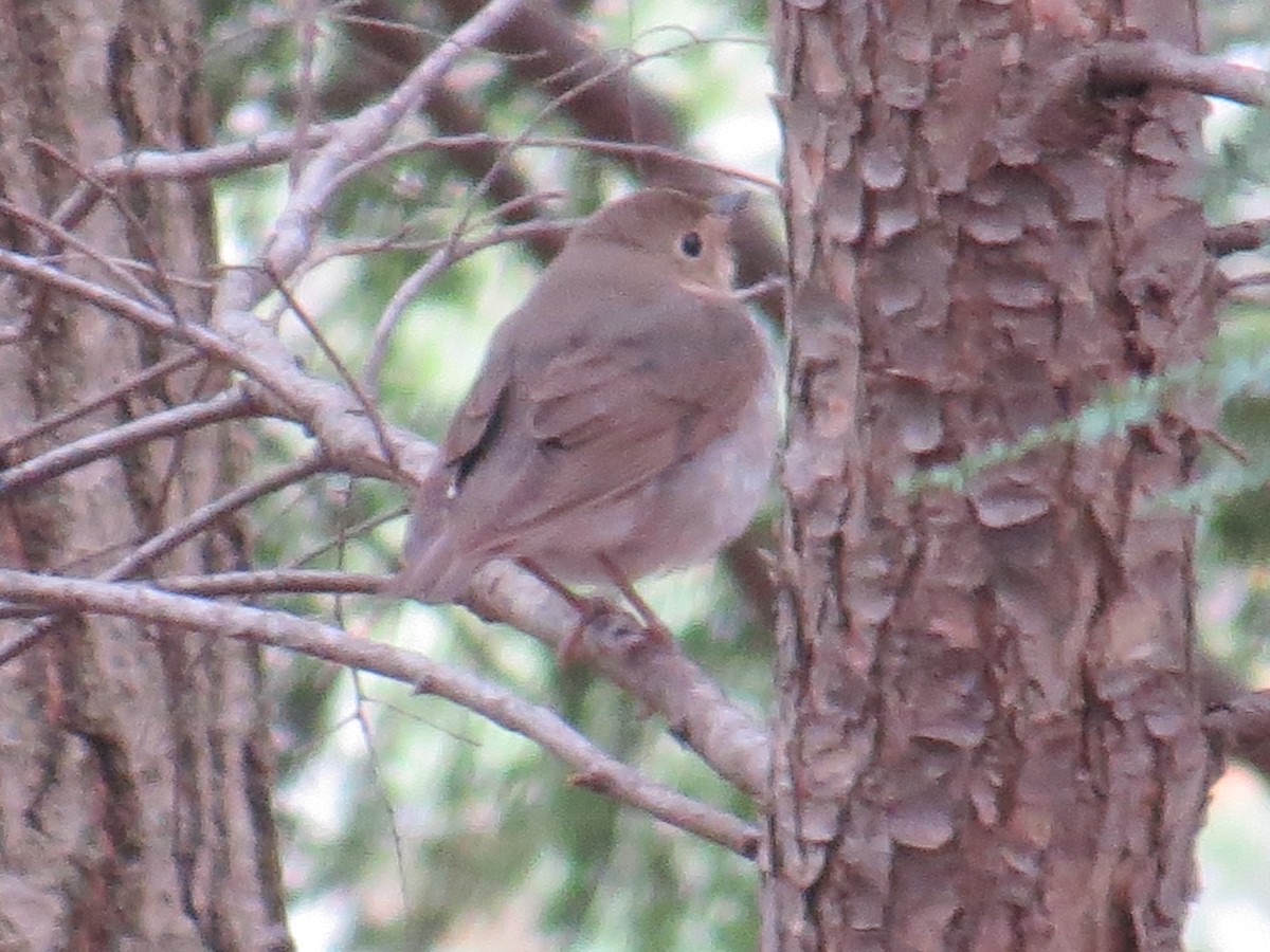 Swainson's Thrush - ML443395331