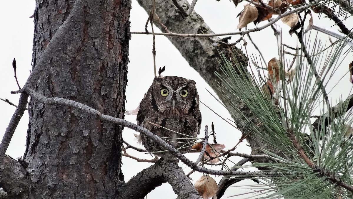 Western Screech-Owl - ML44339551