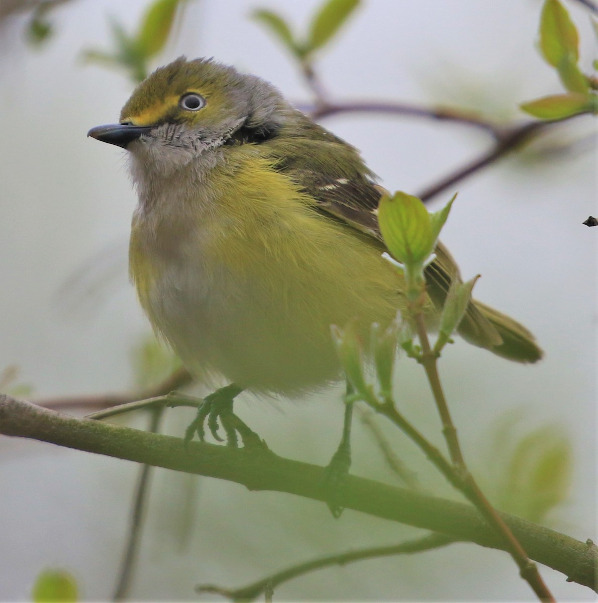 White-eyed Vireo - ML443396071