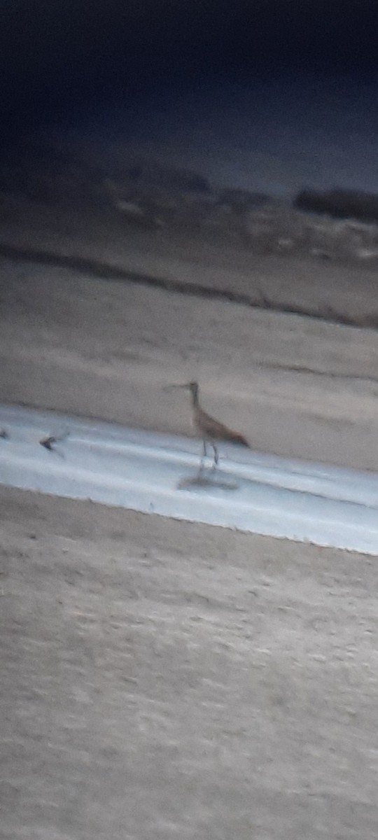 Whimbrel - Diane Bricmont