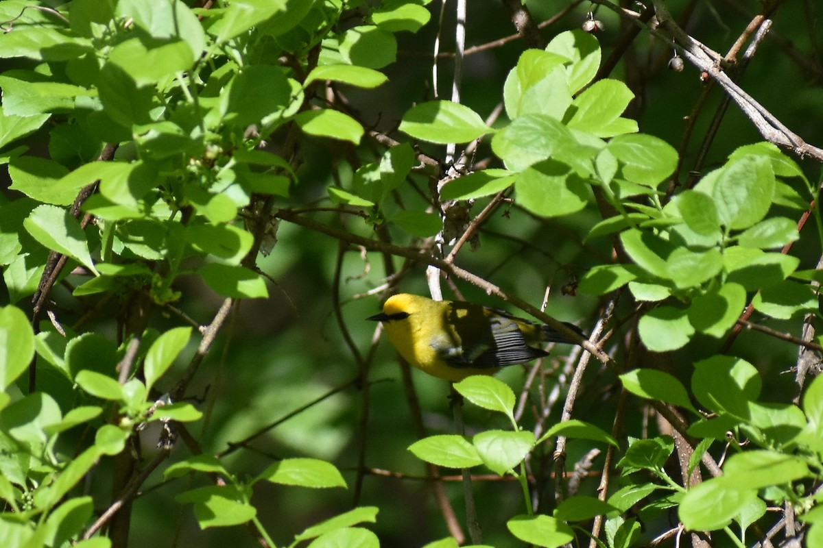 Blue-winged Warbler - Rebecca Stephens