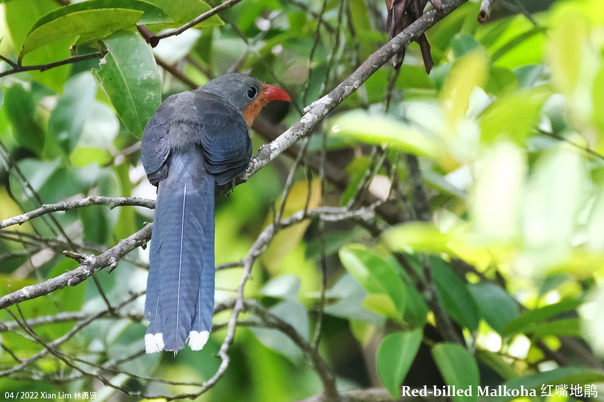 Red-billed Malkoha - ML443399781