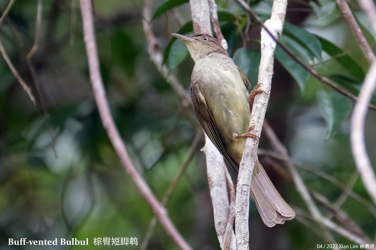 Buff-vented Bulbul - ML443399911