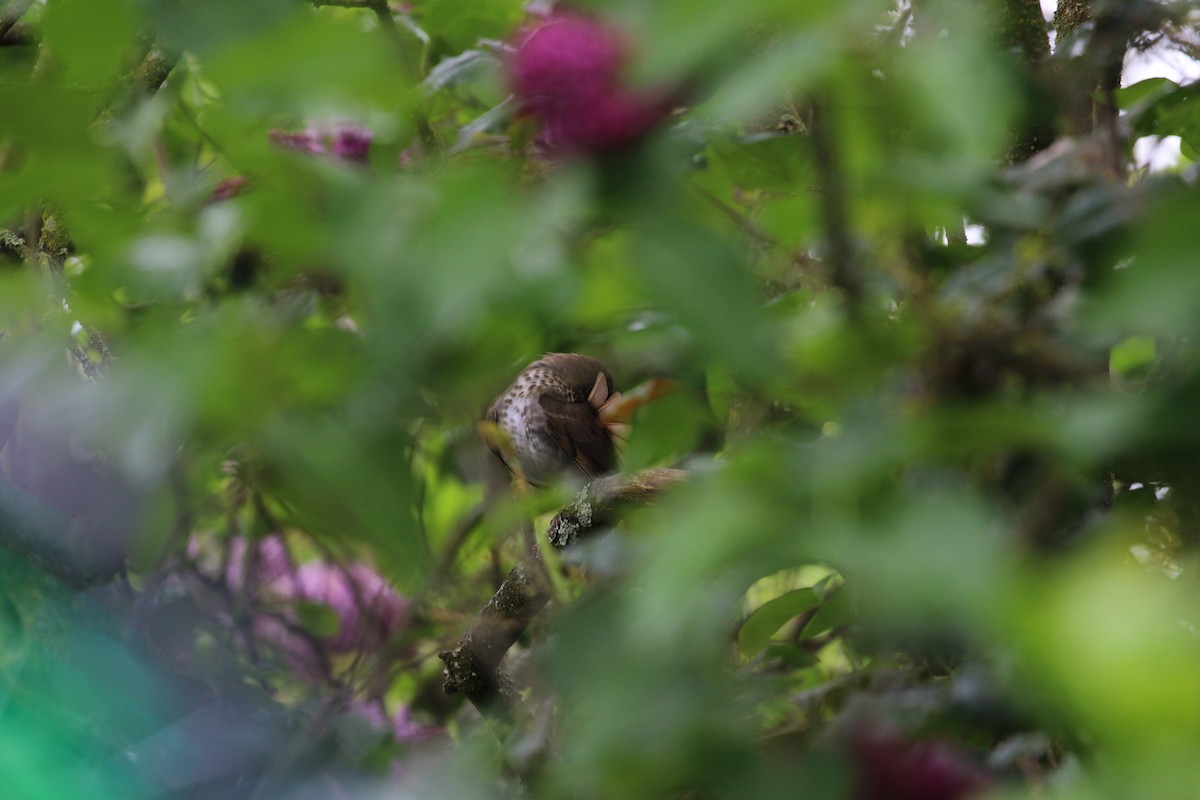 Hermit Thrush - A Kopitov