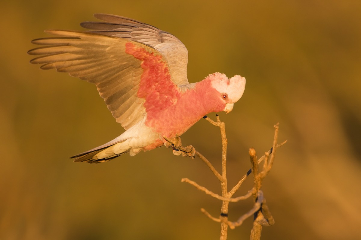 Cacatúa Galah - ML443400671