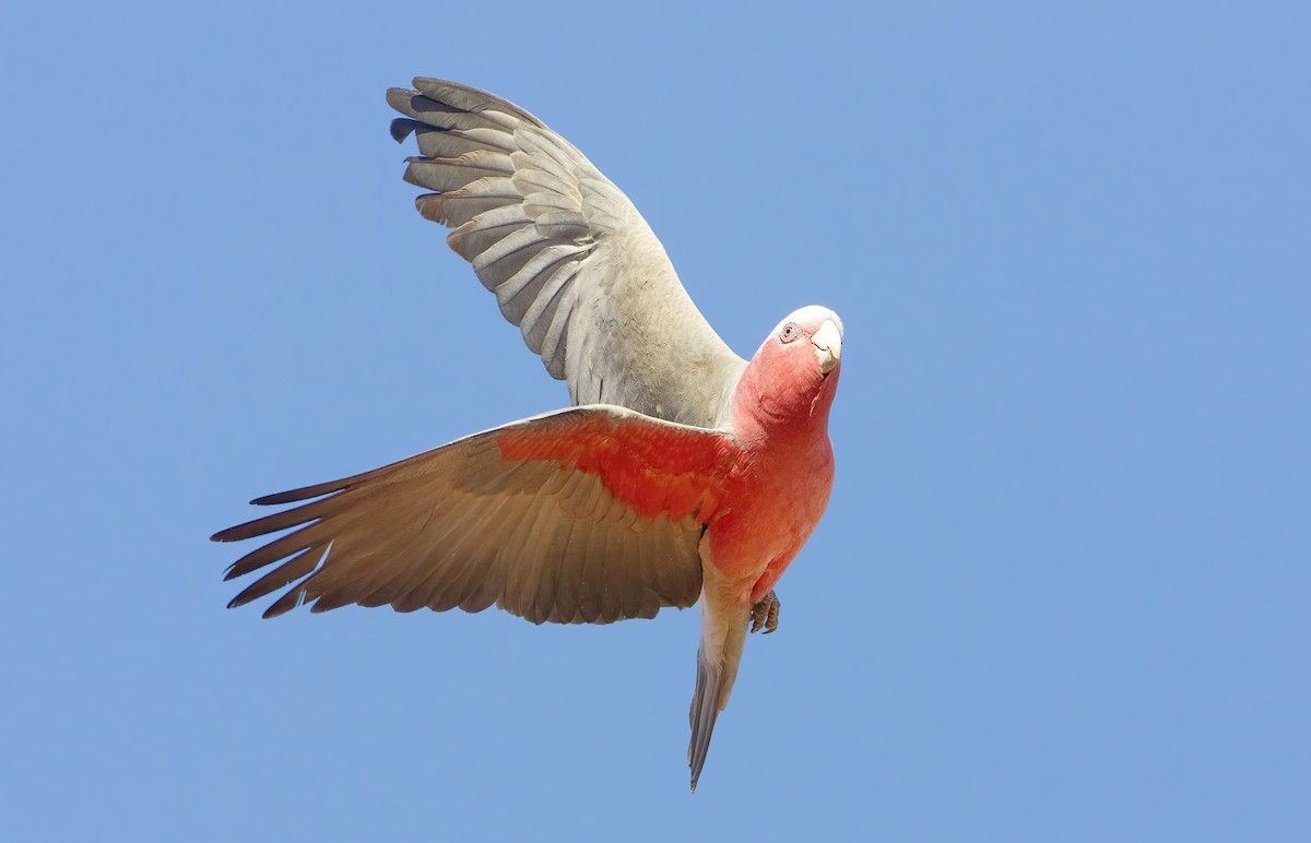 Cacatúa Galah - ML443400871