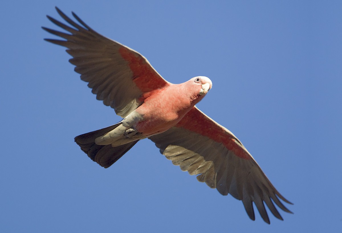 Cacatúa Galah - ML443400881