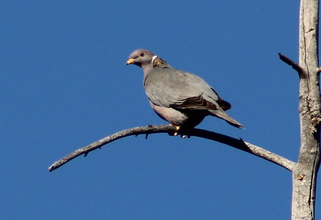 Band-tailed Pigeon - ML443401241