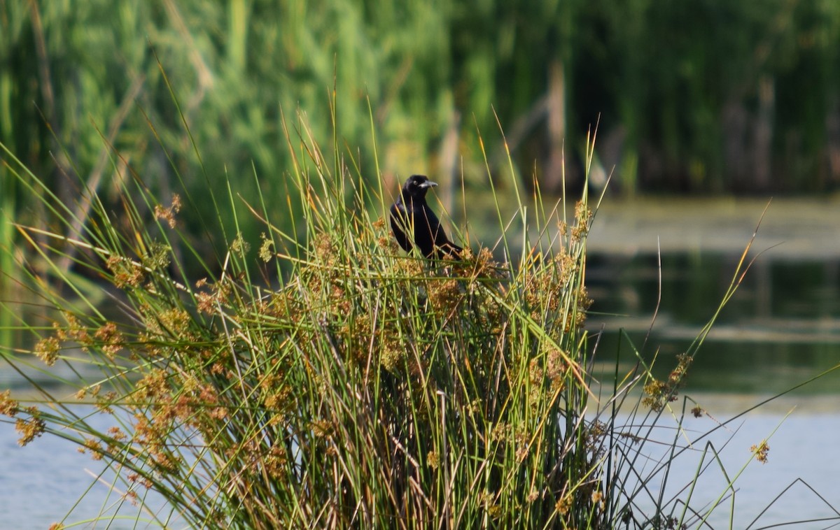 Boat-tailed Grackle - ML443401701