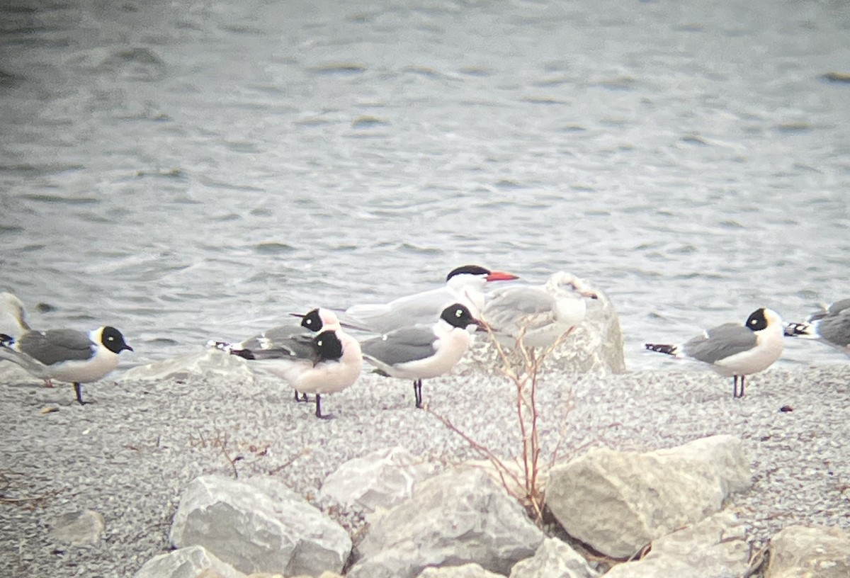 Caspian Tern - ML443402451