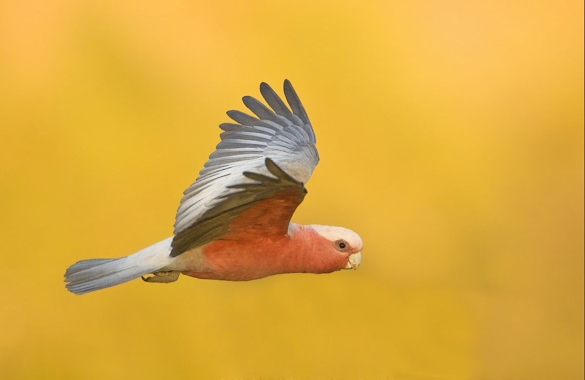 Cacatúa Galah - ML443404161