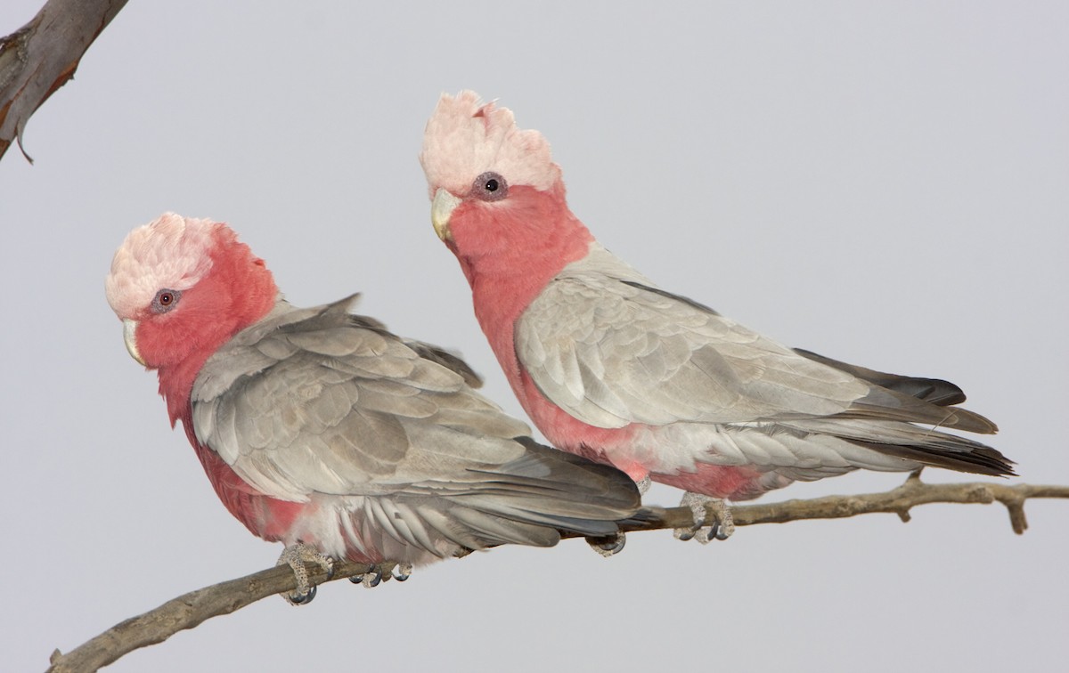 Cacatúa Galah - ML443404191