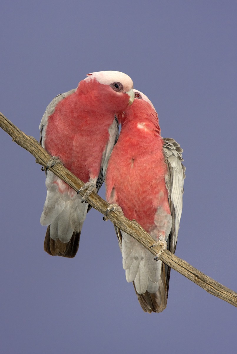 Cacatúa Galah - ML443404211