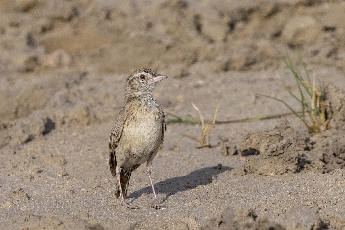 Eastern Clapper Lark - ML443404271