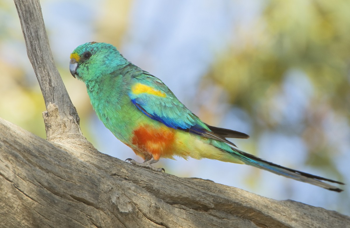 Mulga Parrot - ML443404441