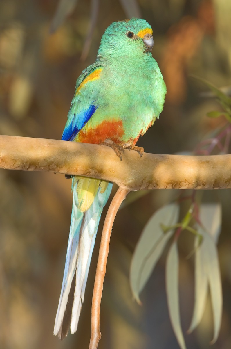 Mulga Parrot - Mark Chappell