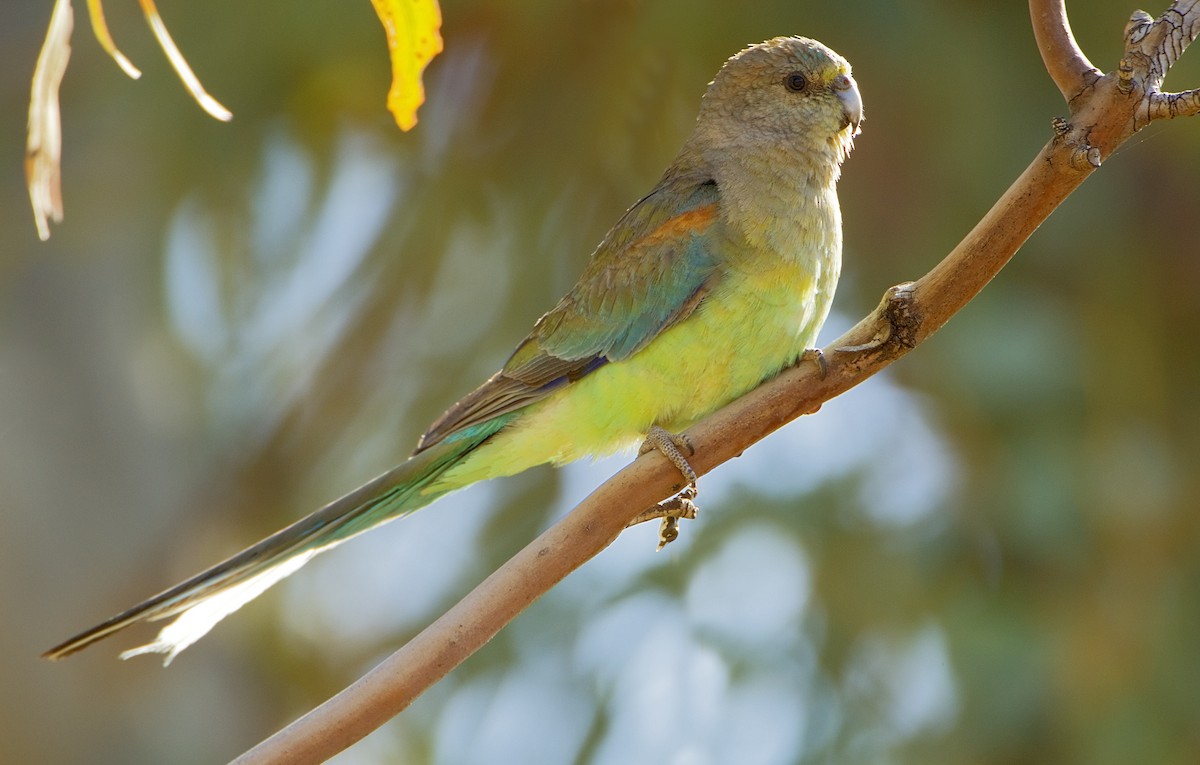 Mulga Parrot - Mark Chappell