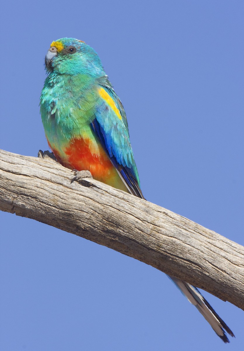 Mulga Parrot - ML443404571